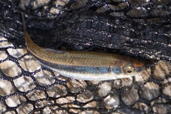 Notropis cummingsae