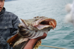 Myoxocephalus polyacanthocephalus