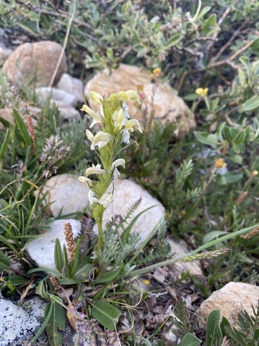 Image of Pedicularis parryi by (c) Spencer Hurt, some rights reserved (CC BY)