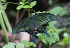 Papilio bianor thrasymedes
