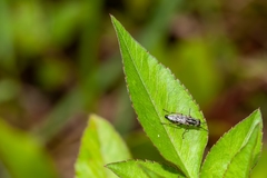 Ozodiceromyia notata