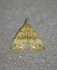 Phalaenostola eumelusalis