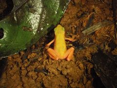 Atelopus flavescens