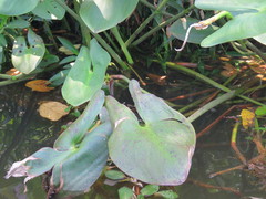 Pontederia sagittata