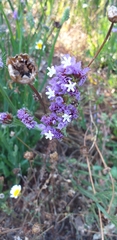 Limonium sinuatum