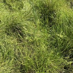 Carex interior