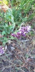 Limonium sinuatum