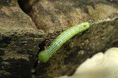 Norracoides basinotata