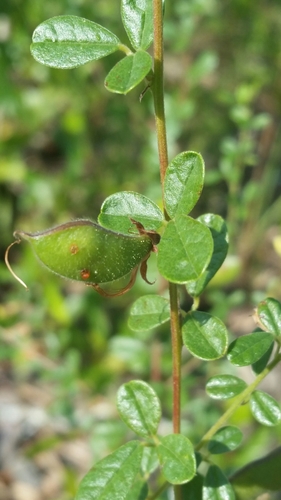Image of Rhynchosia cytisoides by (c) Jay Horn, some rights reserved (CC BY)