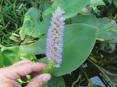 Pontederia sagittata