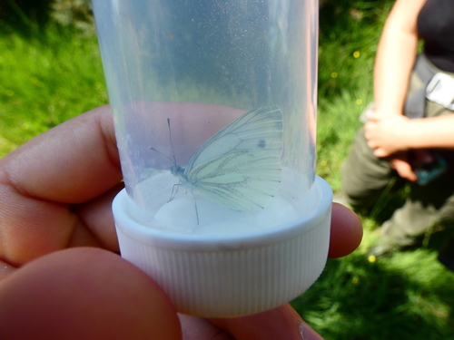 Pieris napi