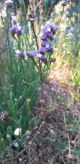 Limonium sinuatum