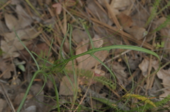 Crepis atribarba