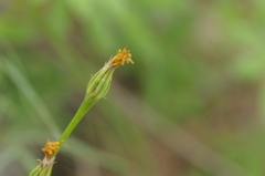 Crepis atribarba