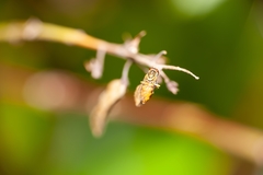 Toxomerus floralis image