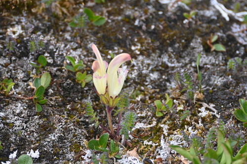 Image of Pedicularis capitata by (c) Syd Cannings, some rights reserved (CC BY)
