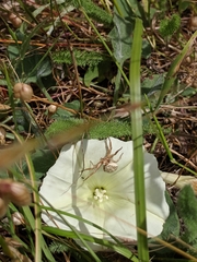 Calystegia collina