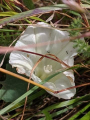Calystegia collina