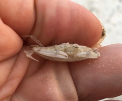 Callinectes similis