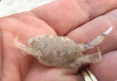 Callinectes similis