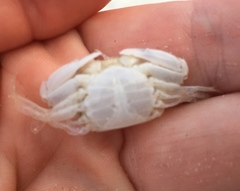 Callinectes similis