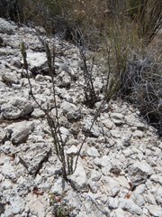 Hebecarpa macradenia