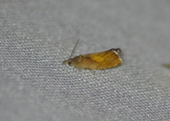 Dichrorampha bittana