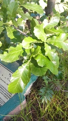 Quercus obtusata