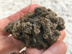 Phragmatopoma caudata