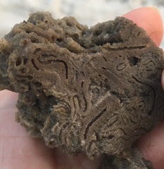 Phragmatopoma caudata