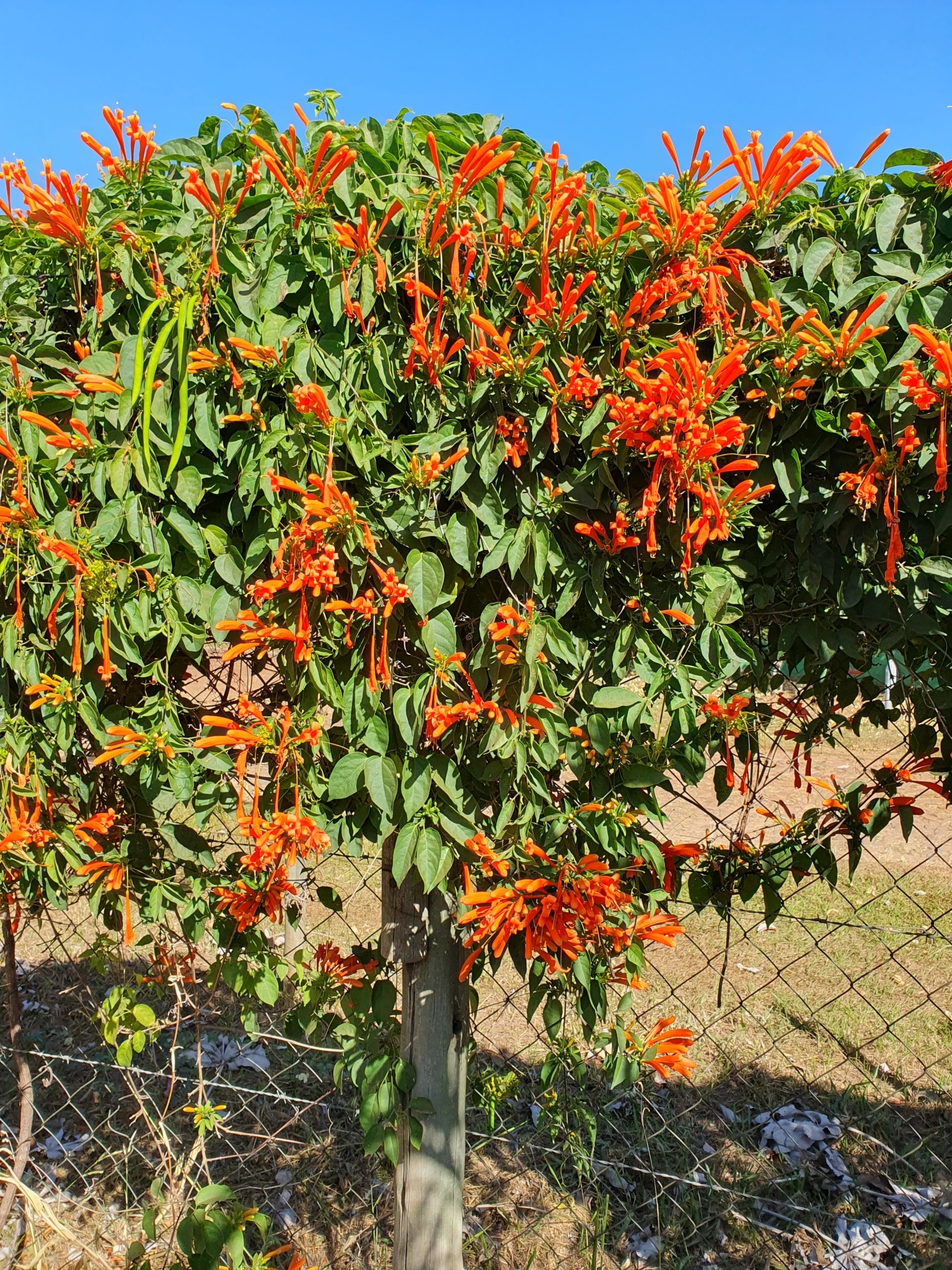 Pyrostegia venusta
