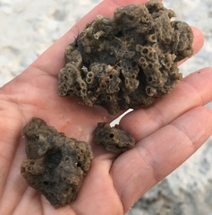 Phragmatopoma caudata