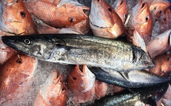 Scomberomorus cavalla