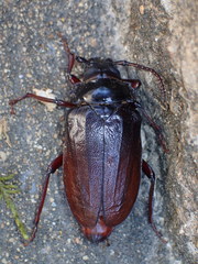 Prionus imbricornis