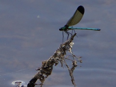 Calopteryx dimidiata