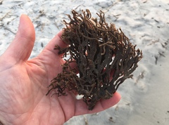 Clathria prolifera