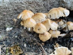 Candolleomyces candolleanus