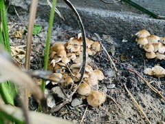 Candolleomyces candolleanus