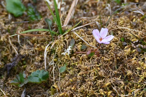Alaska Springbeauty (Claytonia sarmentosa)