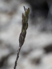 Hebecarpa macradenia