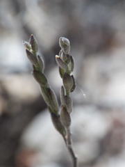 Hebecarpa macradenia