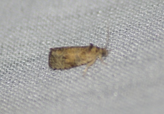 Olethreutes furfuranum