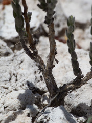 Hebecarpa macradenia