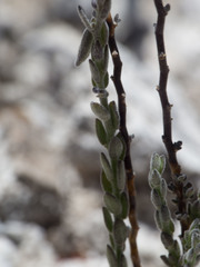 Hebecarpa macradenia