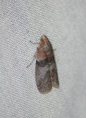 Sciota vetustella