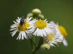 Odontocorynus