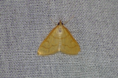Helvibotys helvialis