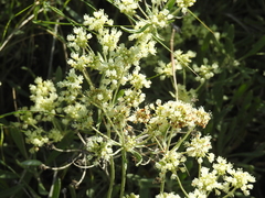 Eriogonum heracleoides