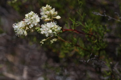 Polygonum dentoceras