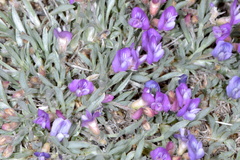 Astragalus spatulatus